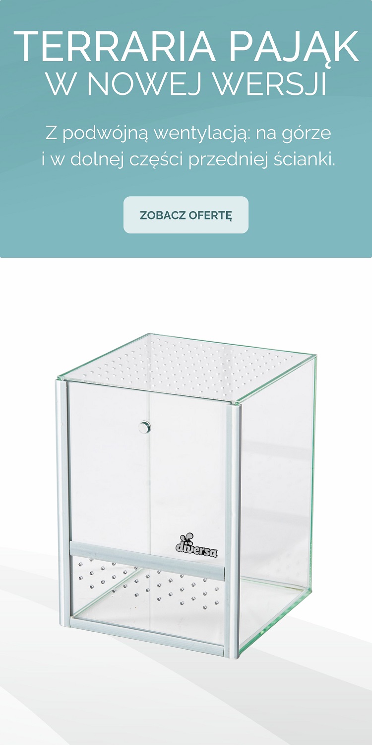 Terraria pająk nowe